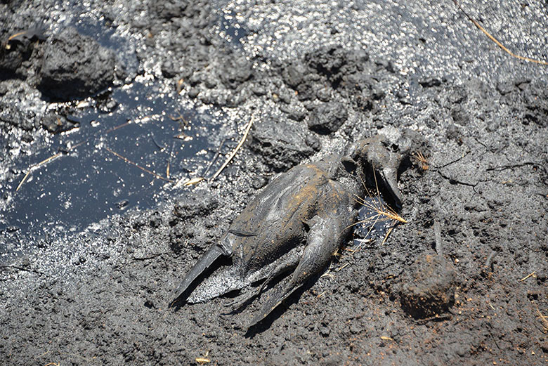 Oljesjö med död fågel 